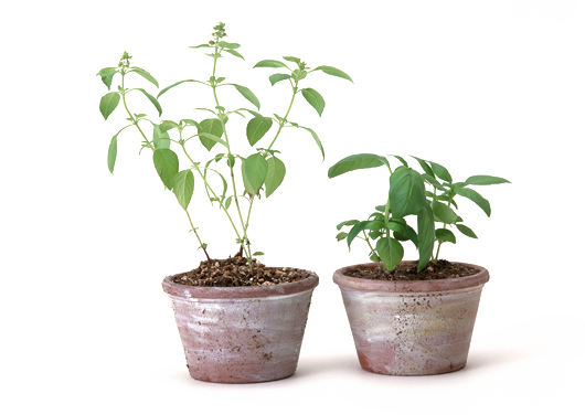 サンスベリア・ゴールデンハニー