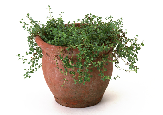 アガベ・ジョーホーク