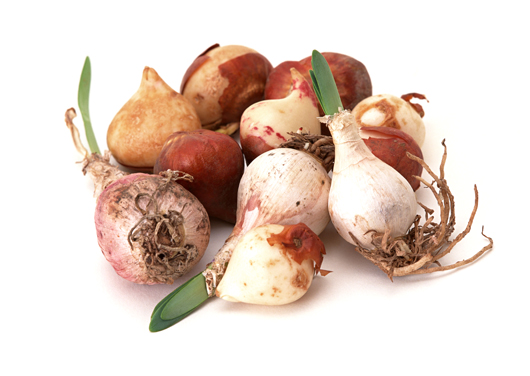 シティーオブハーレム球根